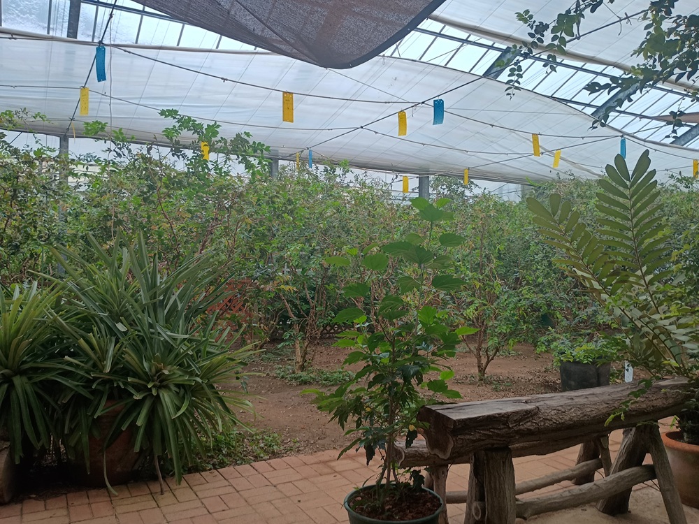 ジャボチカバ農園内