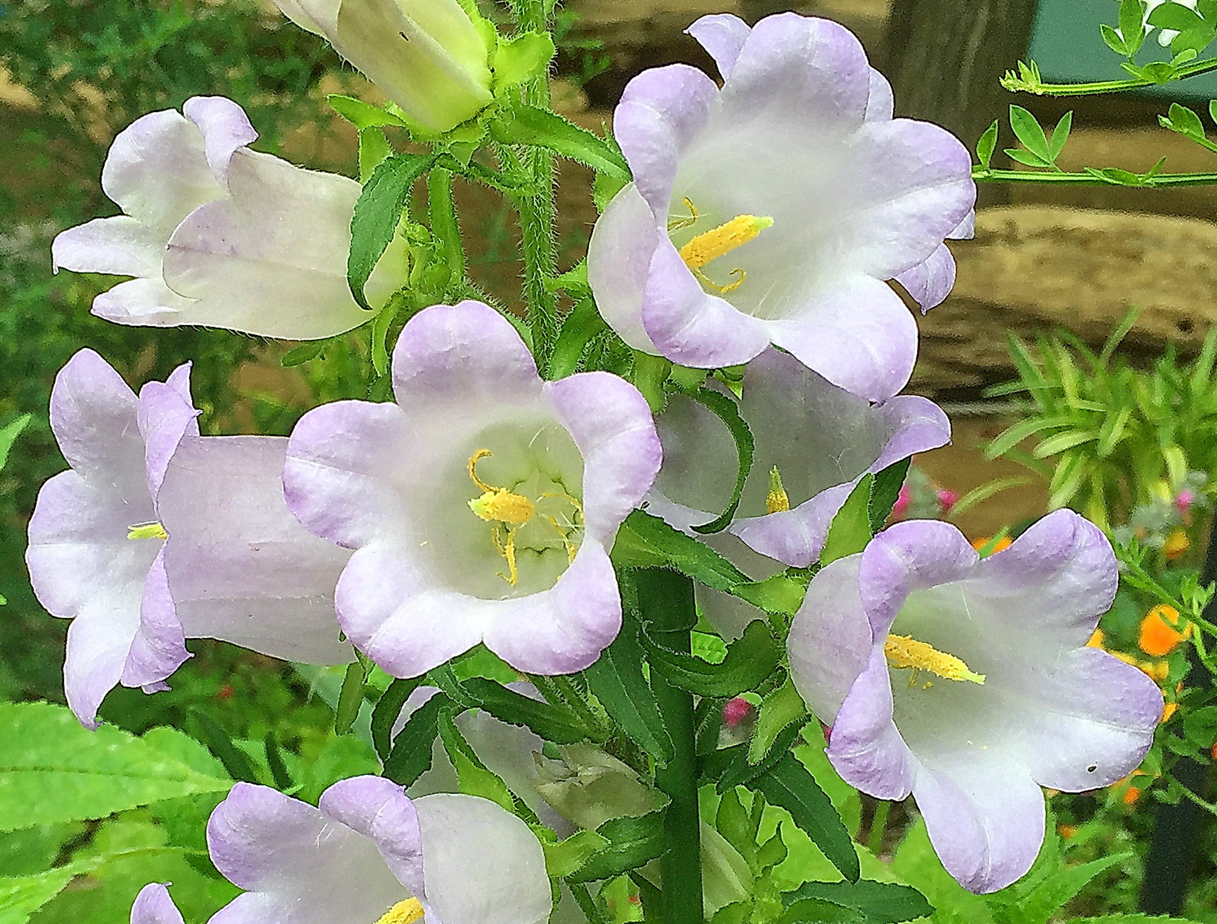 花　カンパニュラ