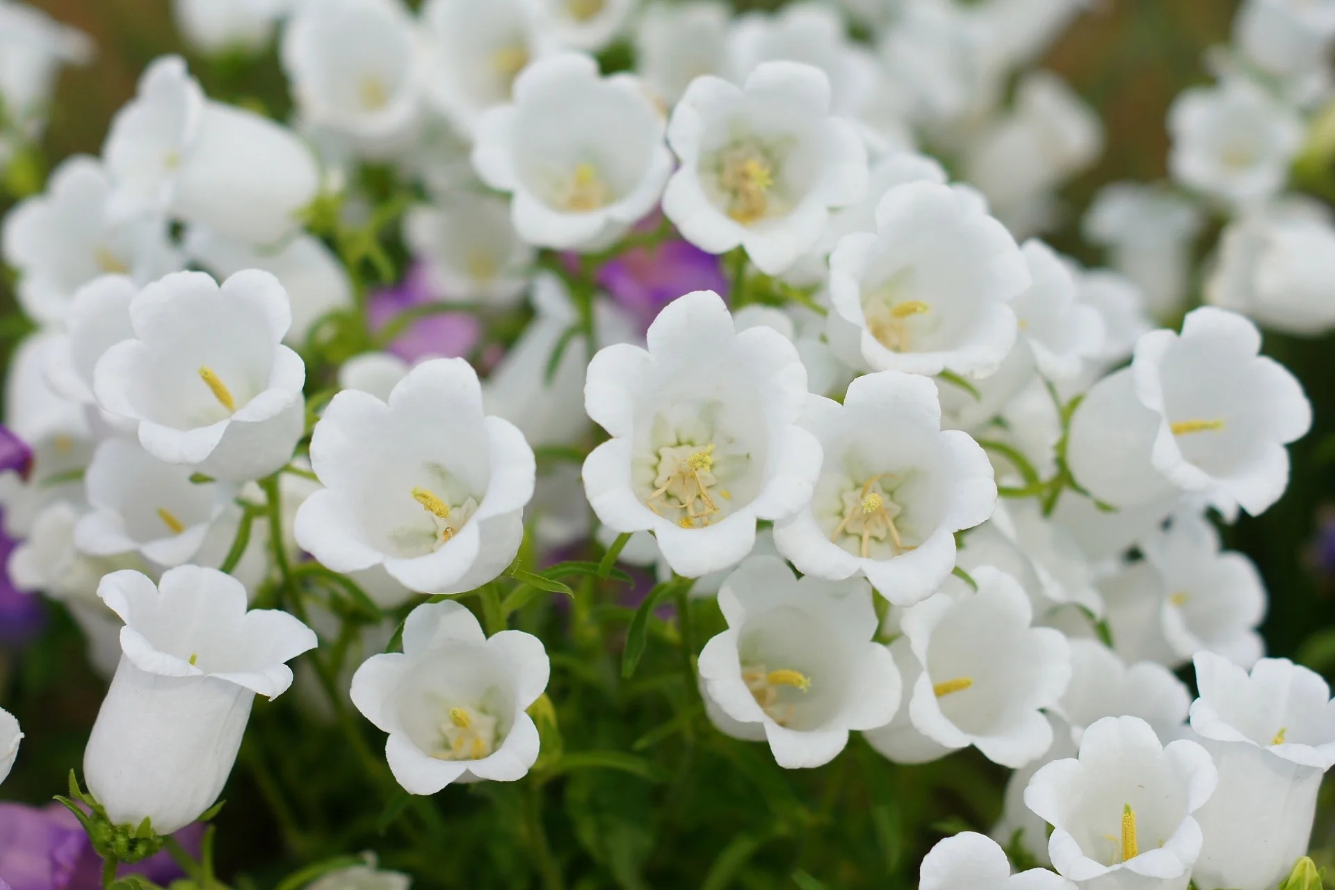 花　カンパニュラ