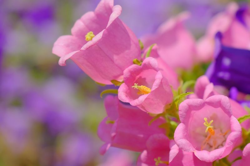 花　カンパニュラ