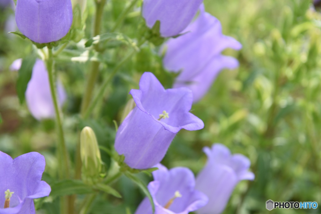 花　カンパニュラ