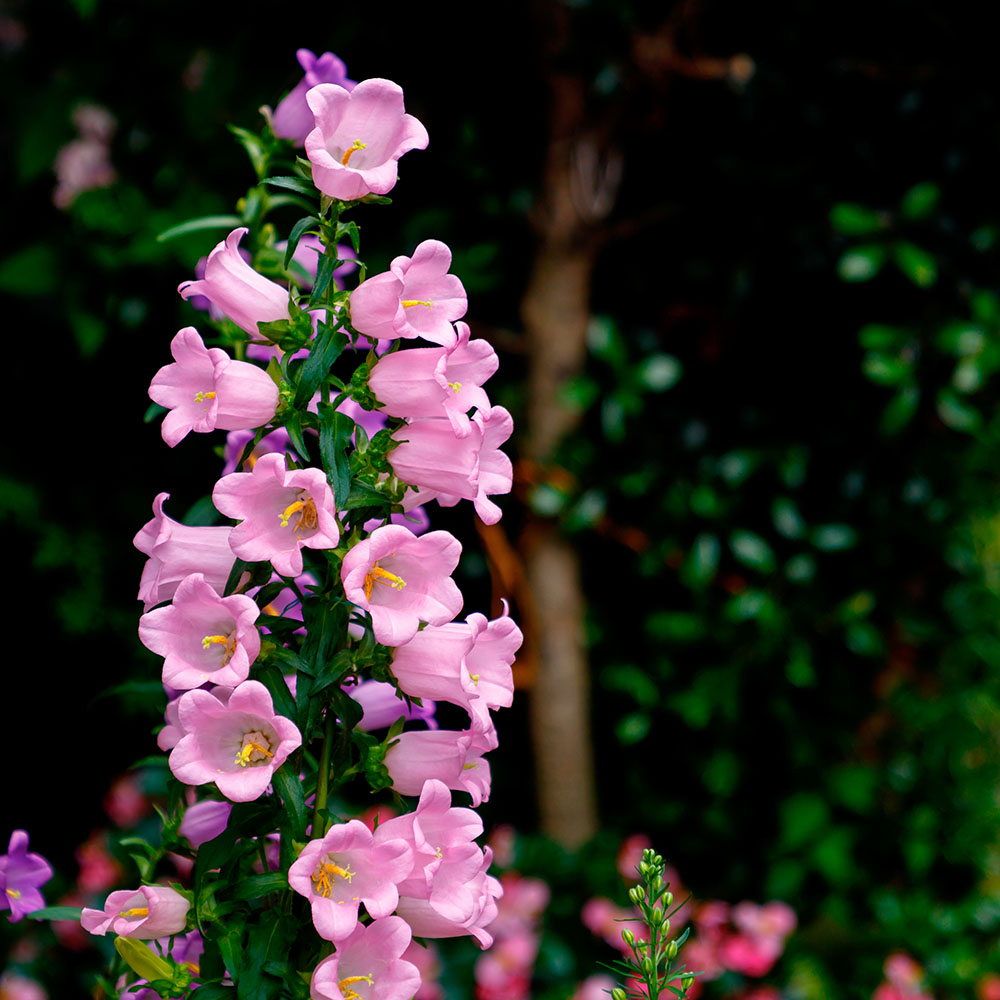 花　カンパニュラ