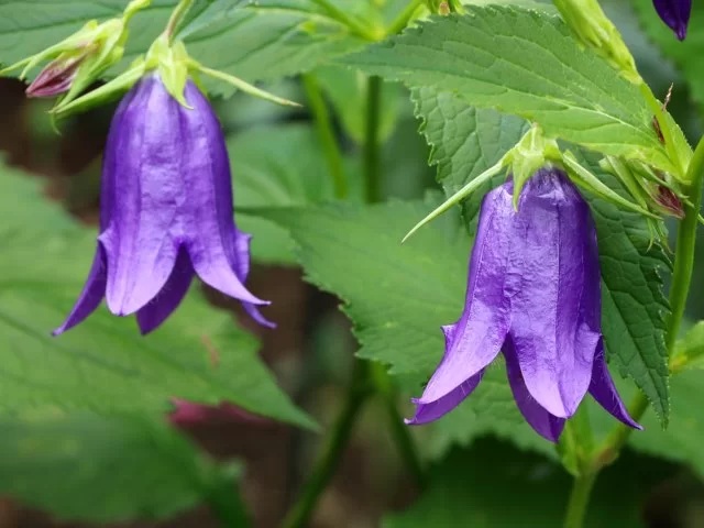 花　カンパニュラ